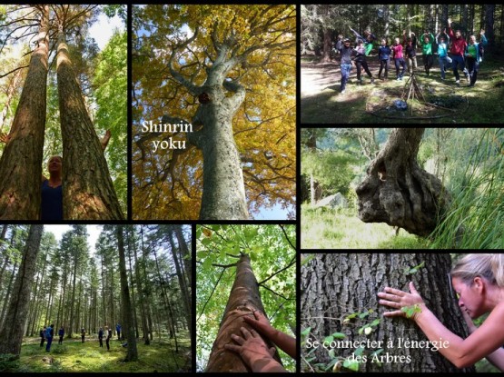 Bain de forêt niveau 2 “Dans l’énergie des arbres” Shinrin Yoku